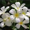 Jasmine Flower